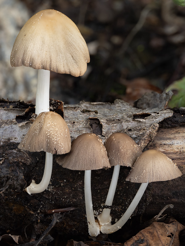 Coprinus domesticus